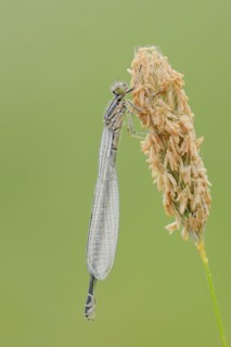 Azure damselfly (Coenagrion puella), female, North Rhine-Westphalia, Germany