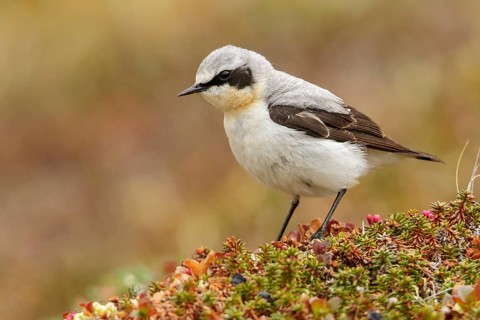Northern Wheatear (Oenanthe oenanthe) perched on the tundra in Nome, Alaska