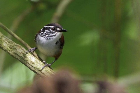 White-breasted Wood Wren (Henicorhina leucosticta) perched on a branch in Costa Rica, Central