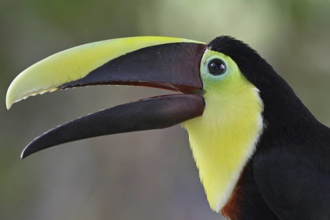 Yellow-throated Toucan (Ramphastos ambiguus swainsonii), Costa Rica