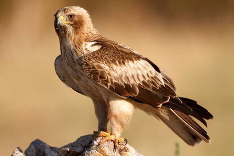 Booted Eagle (Hieraaetus pennatus) female, Castile and Leon, Spain