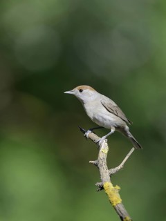 Eurasian Blackcap (Sylvia atricapilla) female, Hungary