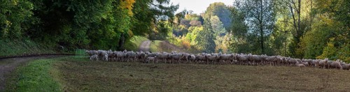 A herd of Merinoland sheep in a pasture fence in a valley in Franconian Switzerland, Thuisbrunn,