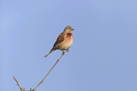 Linnet, linnet, flax finch, finch family, (Carduelis cannabina), Acanthis cannabina, animals,