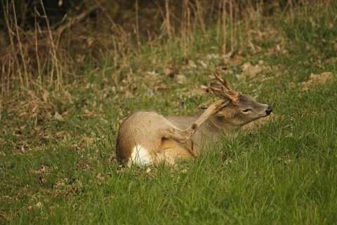 Roe deer (Capreolus capreolus) six-legged buck in winter coat lying at the edge of the forest,