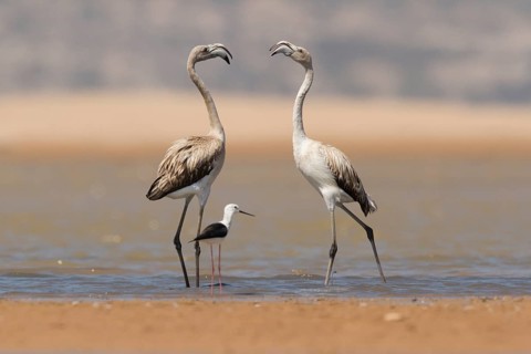 Greater Flamingo (Phoenicopterus roseus), Morocco