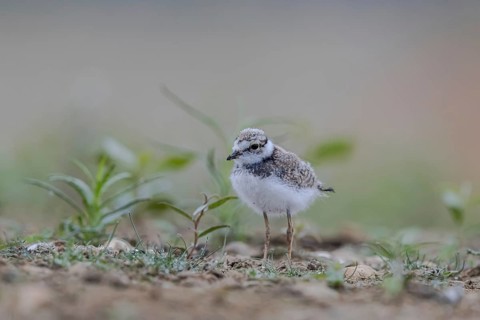 Little Ringed Plover (Charadrius dubius) juvenile, North Rhine-Westphalia, Germany