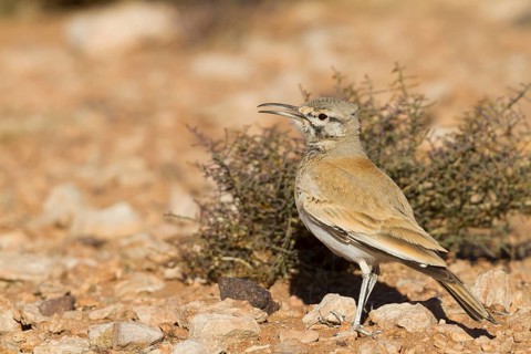 Greater Hoopoe Lark - Wüstenläuferlerche - Alaemon alaudipes ssp. alaudipes, Morocco