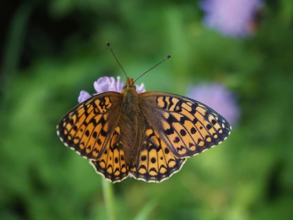 March violet butterfly (Fabriciana adippe / Argynnis adippe)