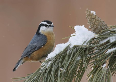 Red-breasted Nuthatch (Sitta canadensis), Saskatchewan, Canada