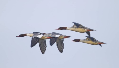 Common Merganser (Mergus merganser) female flying, Baden-Wuerttemberg, Germany