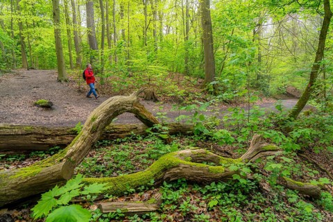 Symbolic image Hiking with smartphone and hiking app, navigation on hiking trails, digital hiking