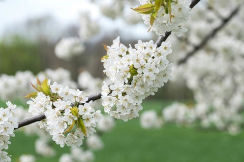 Wild cherry (Prunus avium), Cambridge Botanical Garden, Germany