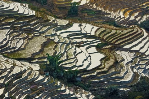Celestial Stairs — The Yuanyang Rice Terraces in Yunnan, China, carved by the Hani people over 1,