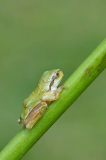 European tree frog (Hyla arborea) sitting on a branch in its natural environment, Lake Neusiedl
