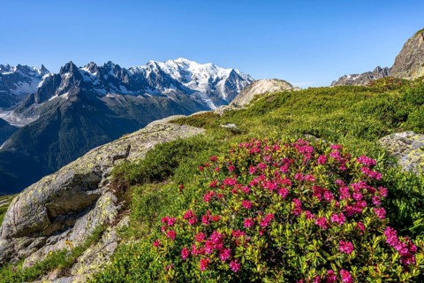 Mountain landscape with alpine roses, mountain panorama of the Mont Blanc massif with glaciated