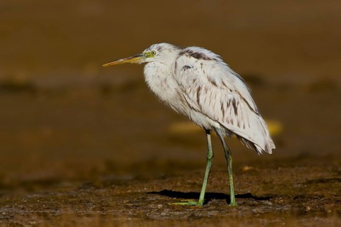 Western Reef Heron (Egretta gularis) foraging, Oman