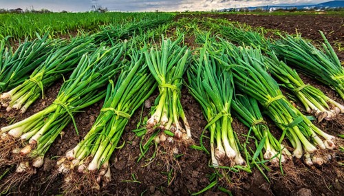 Vegetable, spring onion or spring onion, also winter onion, Allium fistulosum, harvest in a field
