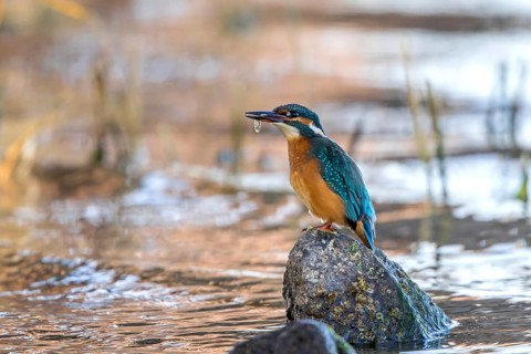 Common Kingfisher (Alcedo atthis) female perched on a stone with fish in beak, Mecklenburg-Western
