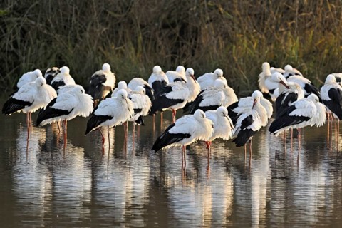 White storks (Ciconia ciconia), large flock roosting in shallow water, Flachsee, Canton Aargau,