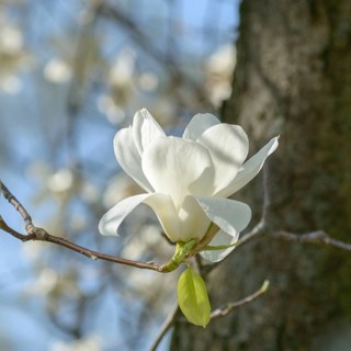 Yulan magnolia (Magnolia denudata), Wilhelma, Germany