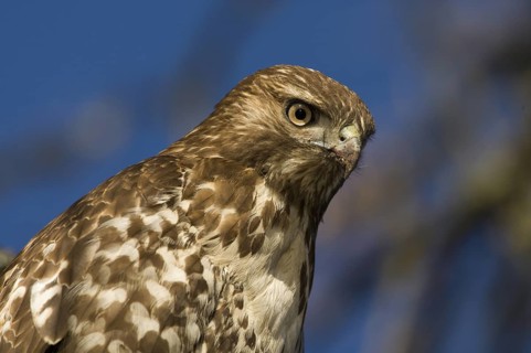 Red-tailed Hawk (Buteo jamaicensis), Washington, USA