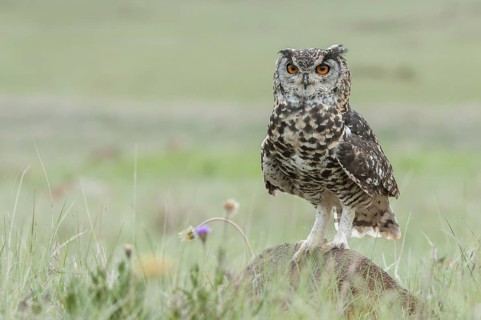 Cape Eagle-Owl (Bubo capensis) captive, Mpumalanga, South Africa