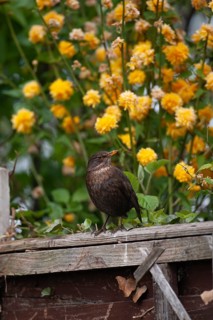 European blackbird (Turdus merula) adult female garden bird on a wooden fence, Suffolk, England,