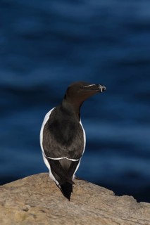 Razorbill (Alca torda islandica) perched on a rock, Grimsey Island, Iceland