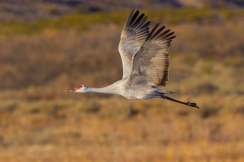 Sandhill Crane Grus canadensis tabida Bosque del Apache National Wildlife Refuge, New Mexico,