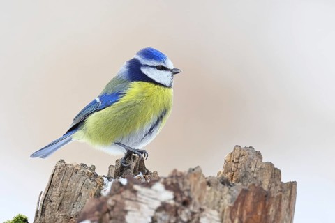 Blue tit (Parus caeruleus), sitting on a tree stump against a white background with snow in winter,
