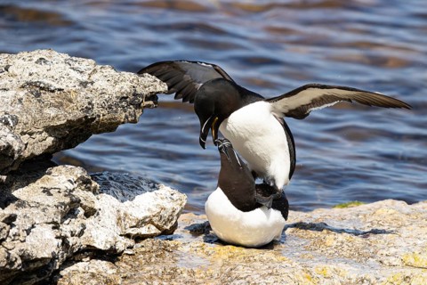 Razorbill (Alca torda) pair mating on a cliff, Gotland, Sweden