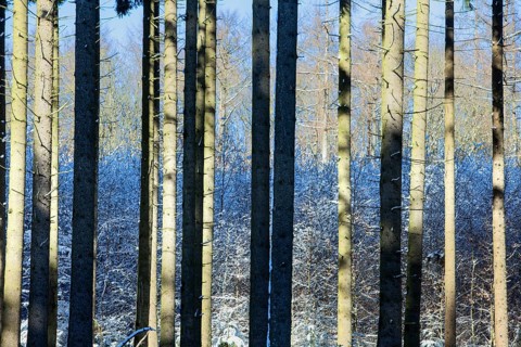Winter landscape, snowy trees