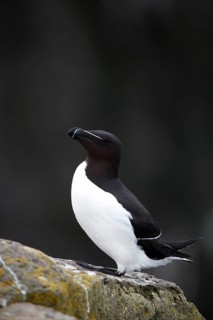 One Razorbill (Alca torda) standing on a coastal cliff in Latrabjarg, Iceland