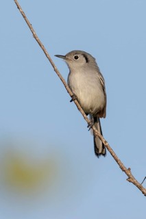 Cuban gnatcatcher (Polioptila lembeyei) perched on a branch in Cuba