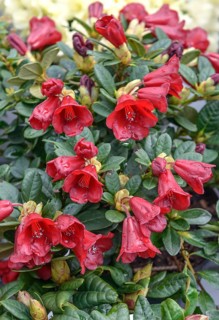 Forrest's Rhododendron (Rhododendron 'Carmen')
