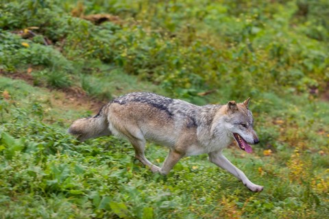 One eurasian gray wolf (Canis lupus lupus) running over a green meadow in an open forest. Motion