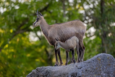 One adult female chamois (Rupicapra rupicapra) and her baby standing on a rock. A green forest in