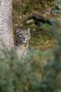 One adult snow leopard (Panthera uncia) sitting next to a tree on hilly ground surrounded by green