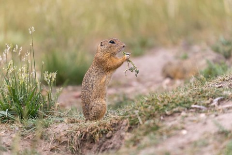 One European ground squirrel (Spermophilus citellus) or European souslik standing erected on sand