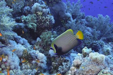 Emperor angelfish (Pomacanthus imperator)