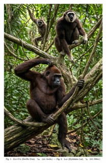 Display board apes, white-handed gibbon or lar (Hylobates lar), gorillas (gorilla), animal kingdom,
