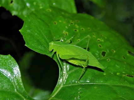 Cuban giant leafhopper (Stilpnochlora couloniana), leafhopper, grasshopper, Monteverde cloud