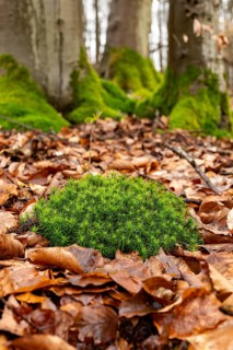 Small moss cushion on forest floor covered with autumn leaves, moss-covered trees in the