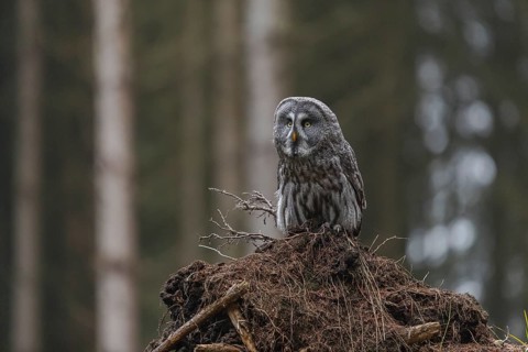 One great grey owl (Strix nebulosa) sitting on the root of a fallen spruce tree