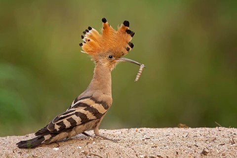 Eurasian Hoopoe (Upupa epops) with food in beak, Saxony-Anhalt, Germany