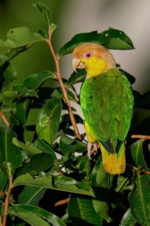 White-bellied Parrot (Pionites leucogaster) perched on a branch in the Amazon of Brazil