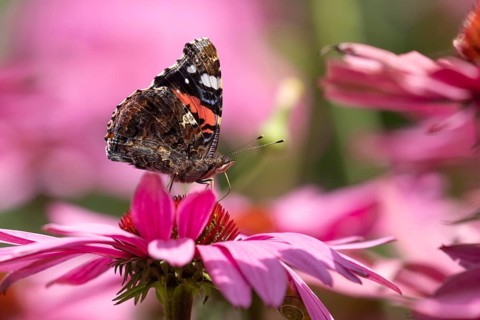 Red admiral butterfly (Vanessa atalanta) adult insect feeding on garden Cone flower (Echinacea