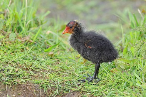 Eurasian Coot, Coot Rail, (Fulica atra), chick in the shore vegetation, Dümmer, Lake Dümmer,