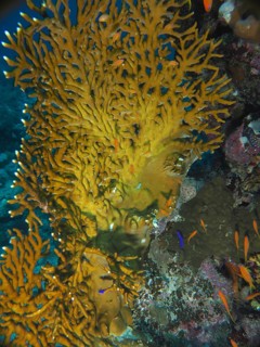Lattice fire coral (Millepora dichotoma)